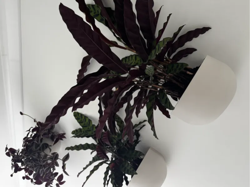 Wall-Mounted Planters