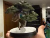 Original Bonsai Tree