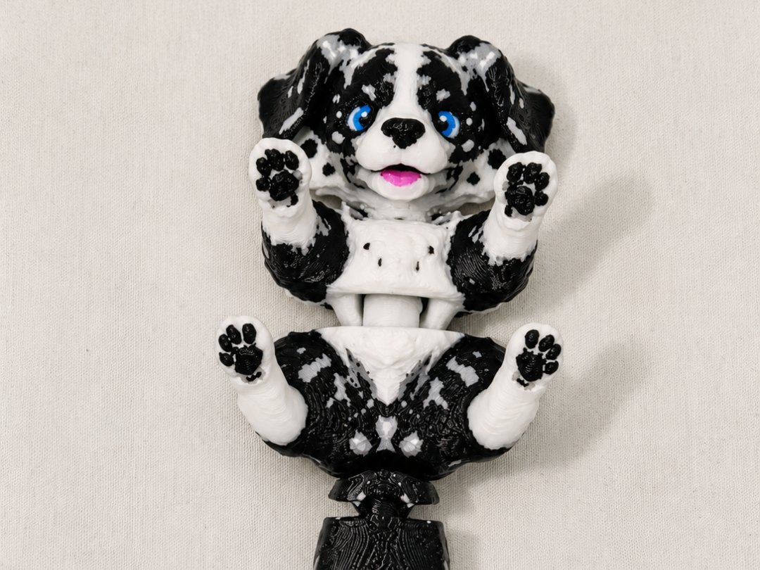 flexi border collie / australian shepherd