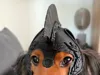 helmet for medium pet