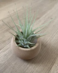 Mini vase pour plante aérienne — photo 4