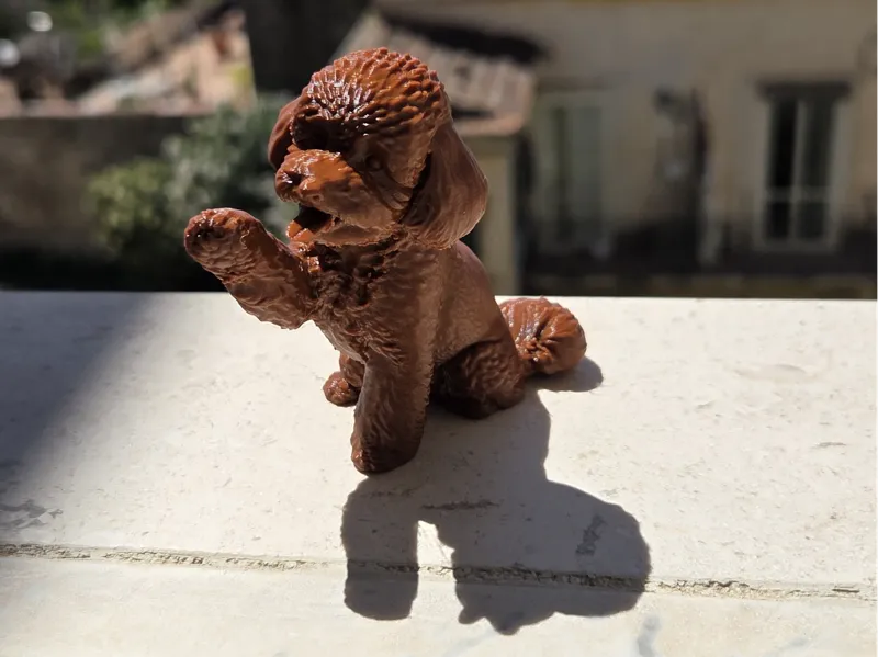 barboncino dammi la zampa