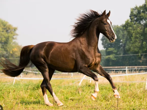Brown Galloping Horse