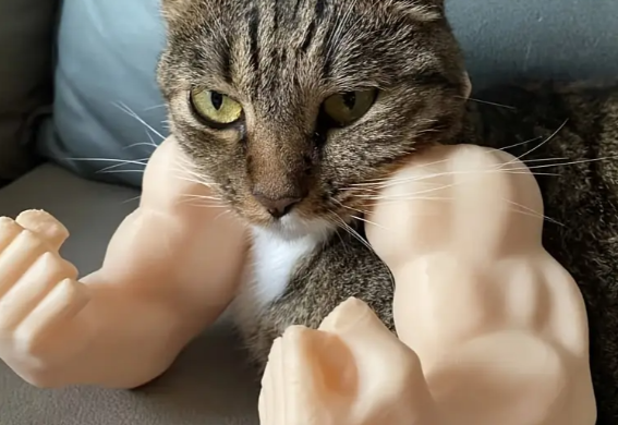 Miniatura 2 do modelo 3D Cat Biceps 3D