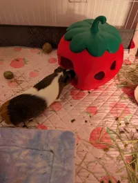 Guinea Pig Size 250%