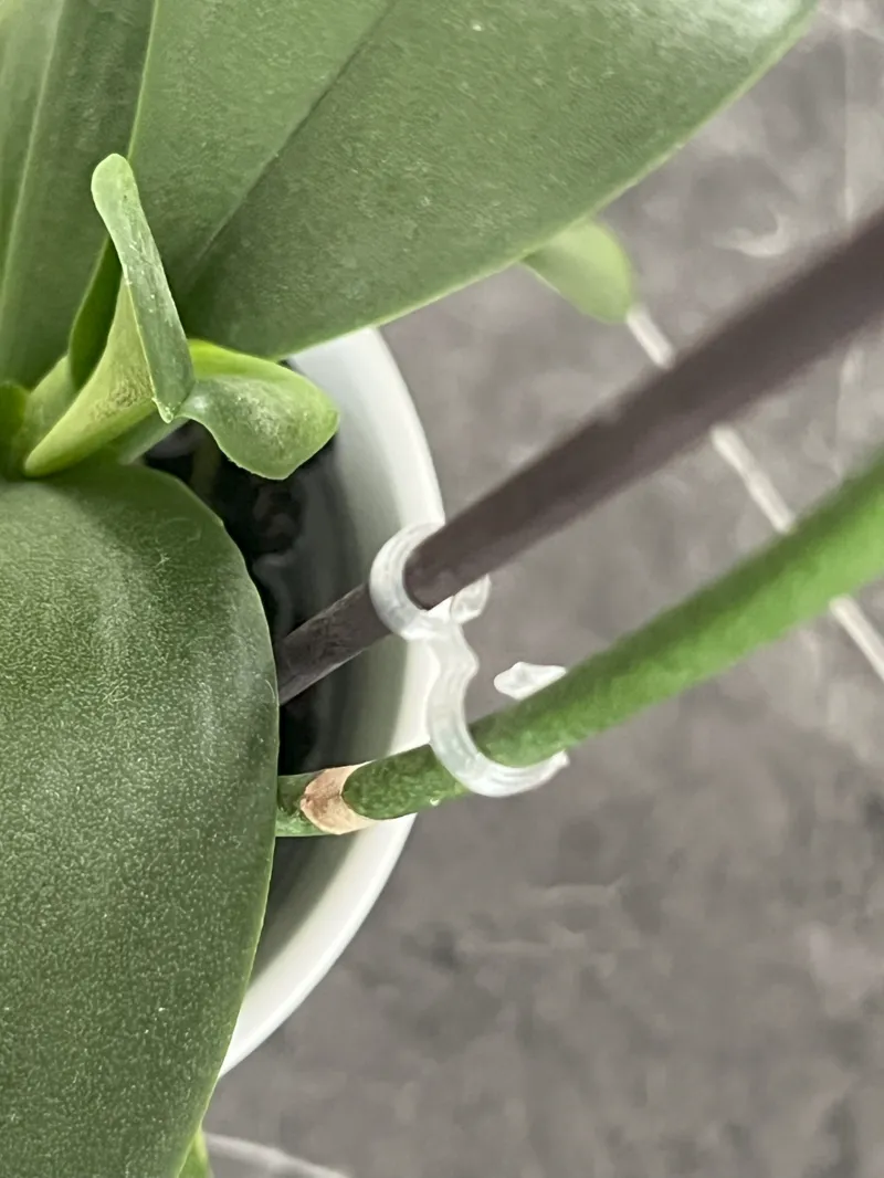 Orchid Clip