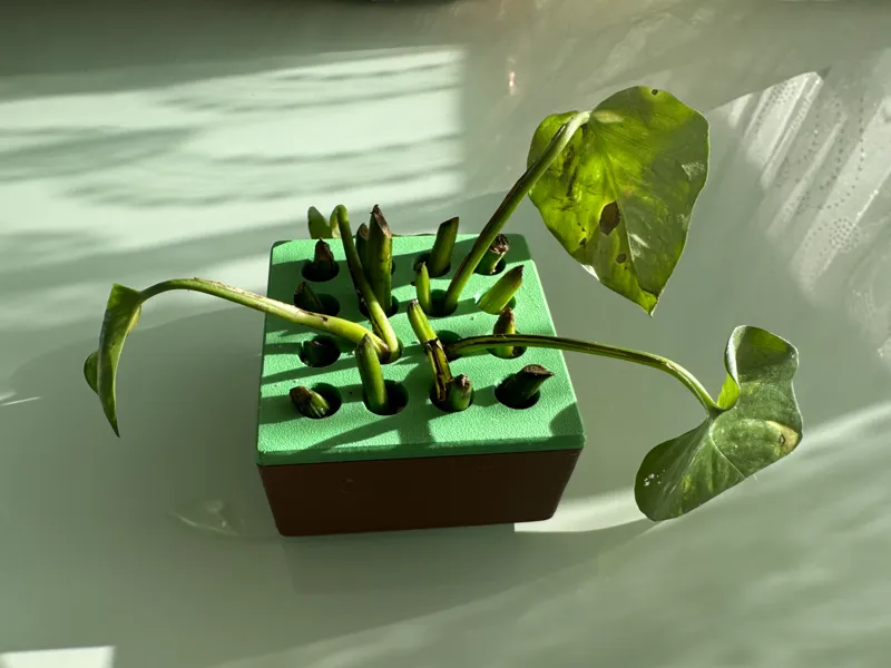 Efeutute vermehrer