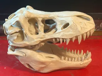 Tyrannosaurus Skull (250mm) – Fossil Replica