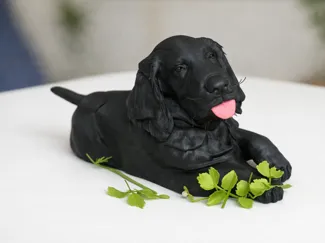 dog cute 