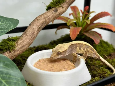 Crested Gecko Round and Square Fruit Puree Dish