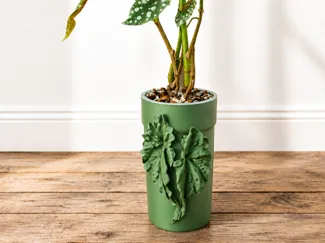 Begonia Maculata Pflanztopf 