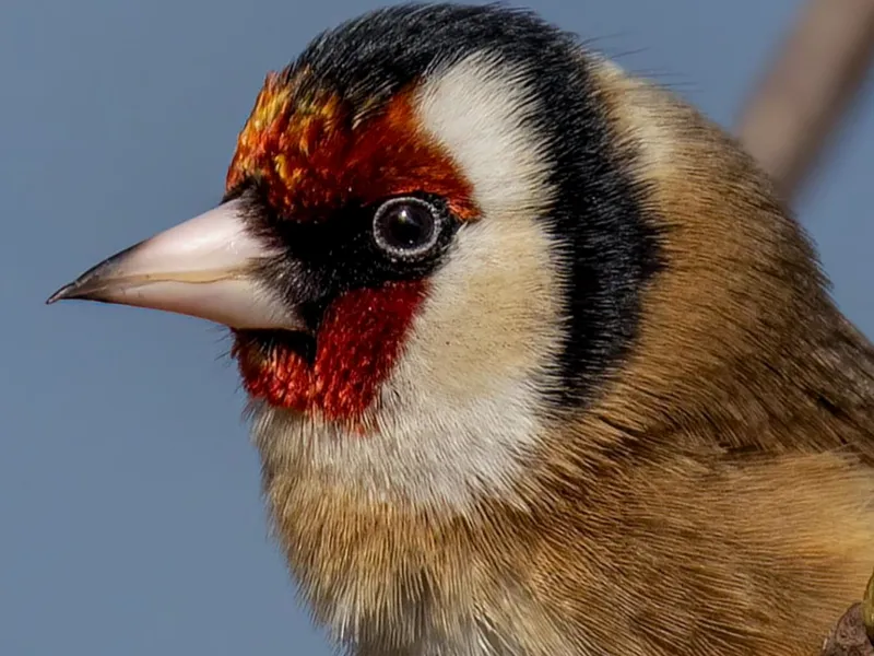 Goldfinch Lithophane