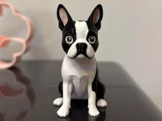 Boston Terrier - Frenchie