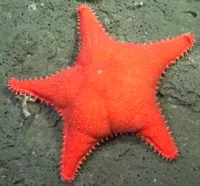 Étoile de mer joufflue Conicet — photo 3
