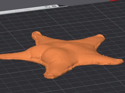 CONICET Plump Starfish