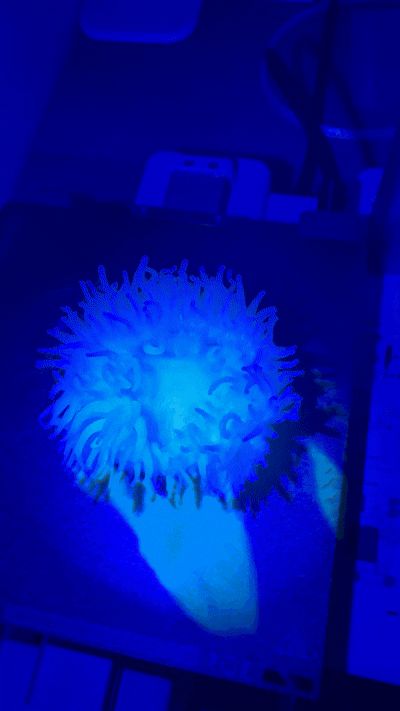Bioluminescent Marine Coral — Glow in Dark