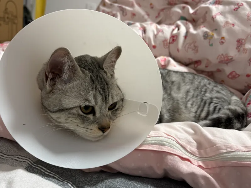 小猫简易伊丽莎白圈/耻辱圈