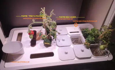Vaxer Project (hydroponic)