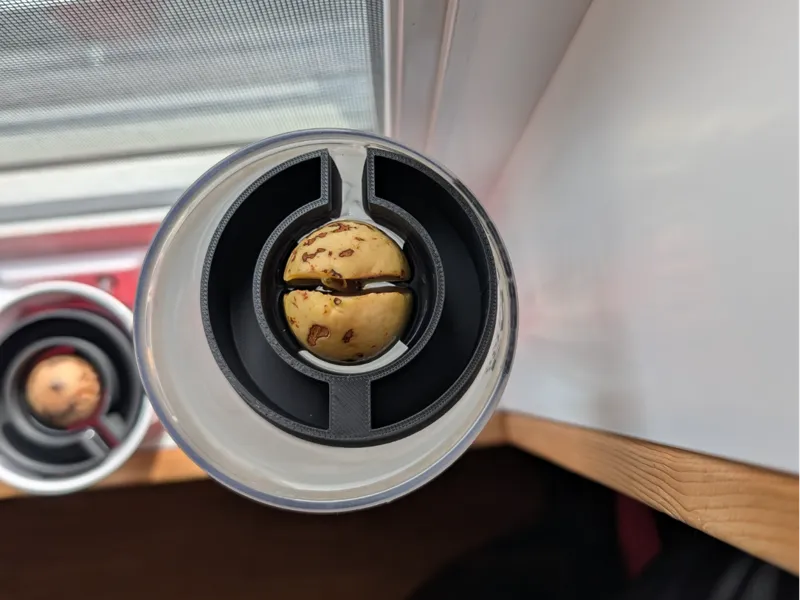 Avocado Buddy – Floating Germination Ring