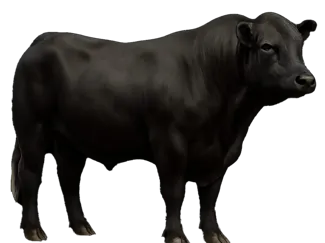 Boi raçça Angus