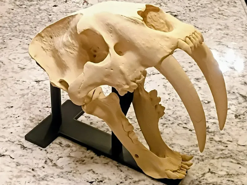 Smilodon fatalis for H2D