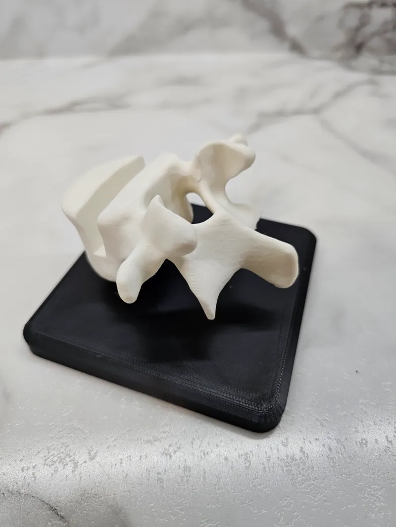 Vertebrae card holder