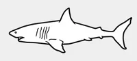 White shark without blue 0.2mm layer, 2 walls, 15% infill