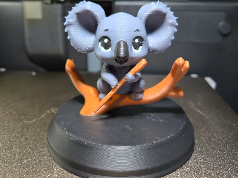 koala 