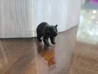 Bébé ours noir — photo 2
