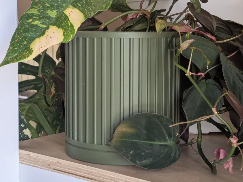 Potricia The Little Green Pot