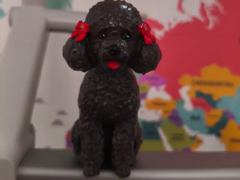 Poodle femea