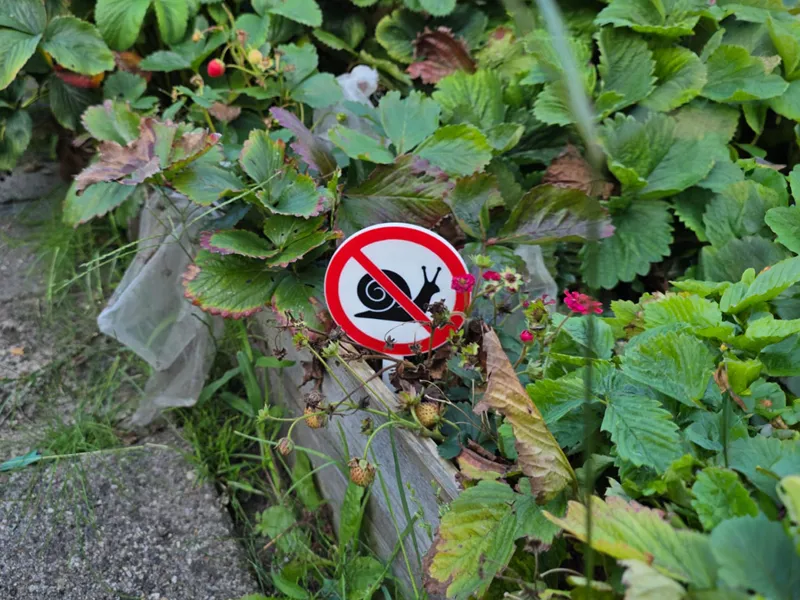 No Snail Sign