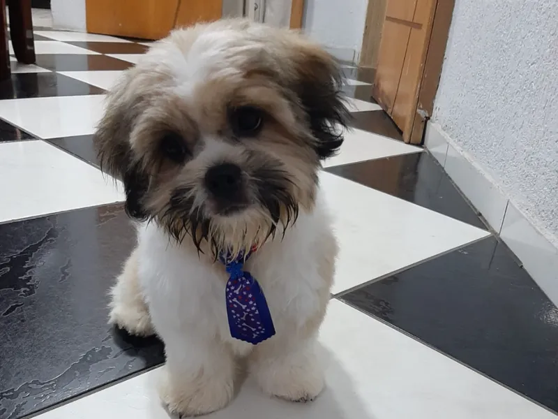 Chaveiro Miniatura Shitzu
