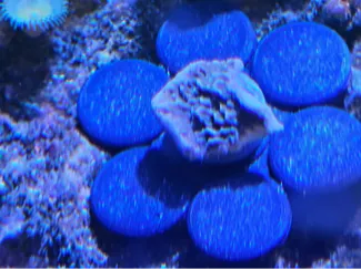 Coral frag propagation flower plug