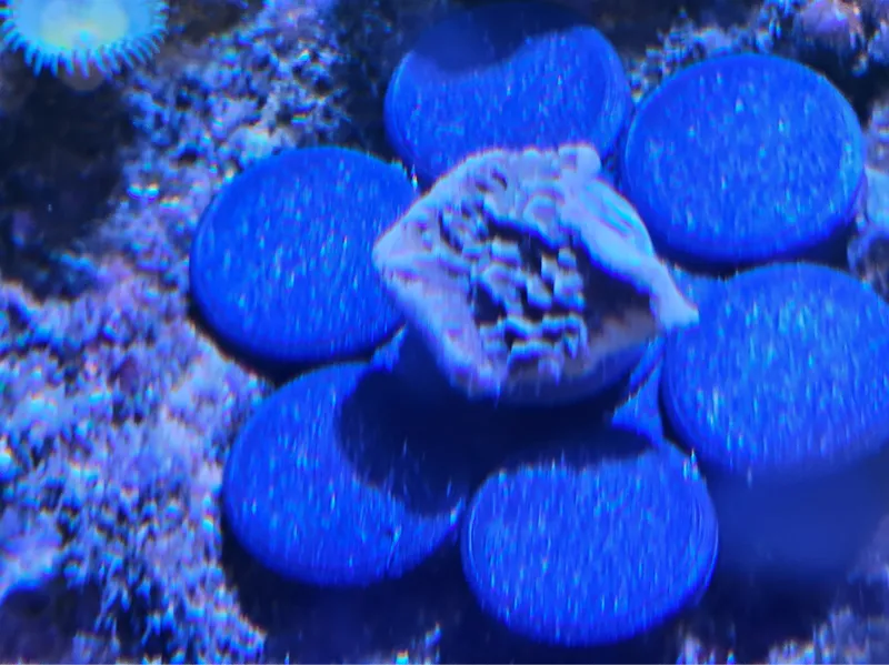 Coral frag propagation flower plug