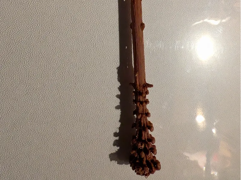 Fred Weasley Wand
