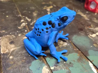 Frog