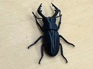 ノコギリクワガタ・ Prosopocoilus inclinatus Stag Beetle