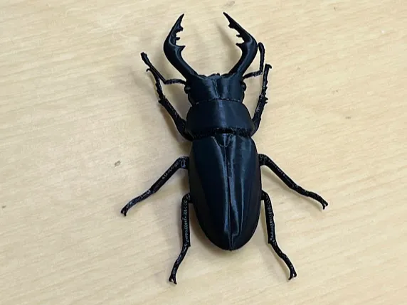 ノコギリクワガタ・ Prosopocoilus inclinatus Stag Beetle