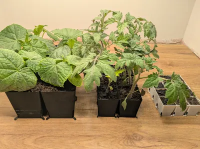 Seed Cell System. Pop-Out, Easy Removal