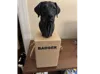 Lab urn