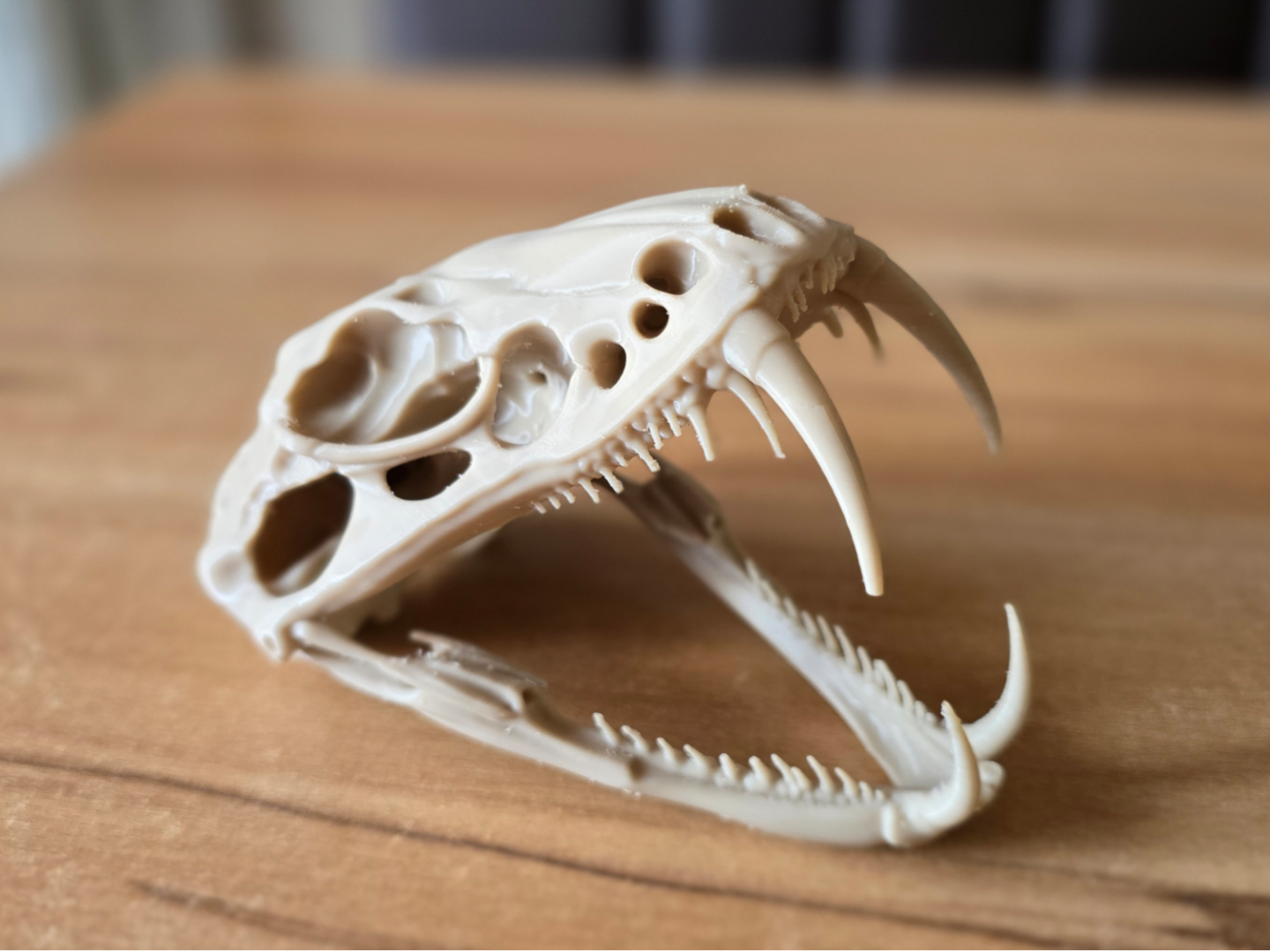 Giftschlangen Schädel | Venom Snake Skull