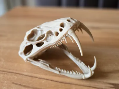 Venomous Snake Skull | Venom Snake Skull