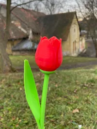 Tulipe avec tige — cadeau Saint-Valentin — photo 4