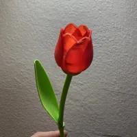 Tulipe avec tige — cadeau Saint-Valentin — photo 1