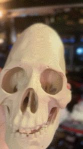 Paracas Skull - Excavated Relic Edition V2