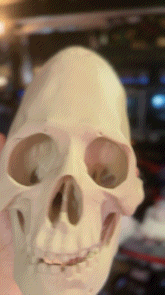 Paracas Skull – Excavated Relic Edition