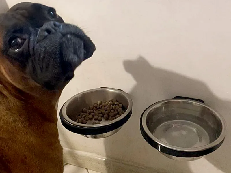 Dog Bowl Holder (wall mounted)