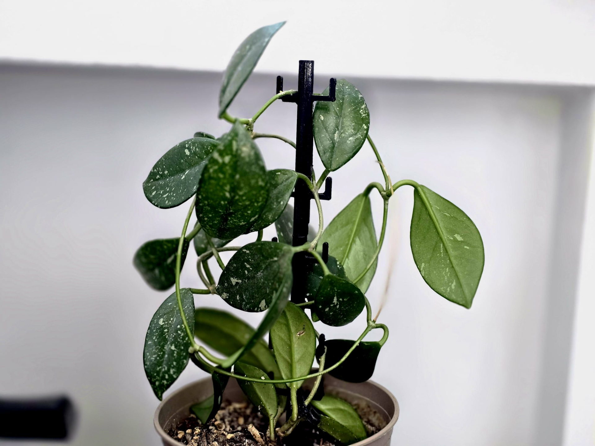 Modular Plant Stake - Only 15g