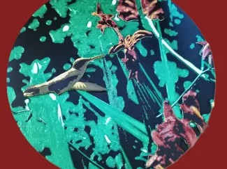 hummingbird chroma